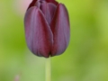 tulipe noire bouture.com